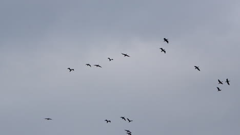 Silhouetten-Von-Enten,-Die-In-Formation-Gegen-Den-Sich-Verdunkelnden-Himmel-Fliegen