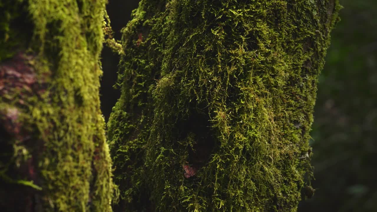 Vista dettagliata di un albero coperto di muschio in una foresta tranquilla. Ideale per documentari naturalistici, sfondi visivi e scene rilassanti