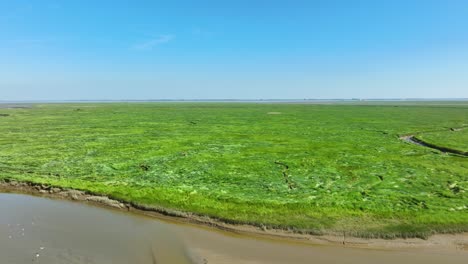 Spektakuläre-Lange-Luftaufnahme-Endloser,-Leuchtend-Grüner-Feuchtgebiete-In-Einem-Naturpark,-Die-Sich-Unter-Einem-Wolkenlosen-Blauen-Himmel-Bis-Zum-Horizont-Erstrecken