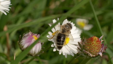 Abeja-Melífera-Recogiendo-Néctar-De-La-Flor-De-Margarita-En-El-Campo-De-Hierba-Verde,-Cámara-Lenta