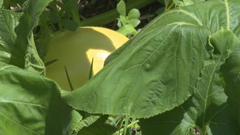 yellow pumpkin growing in garden
