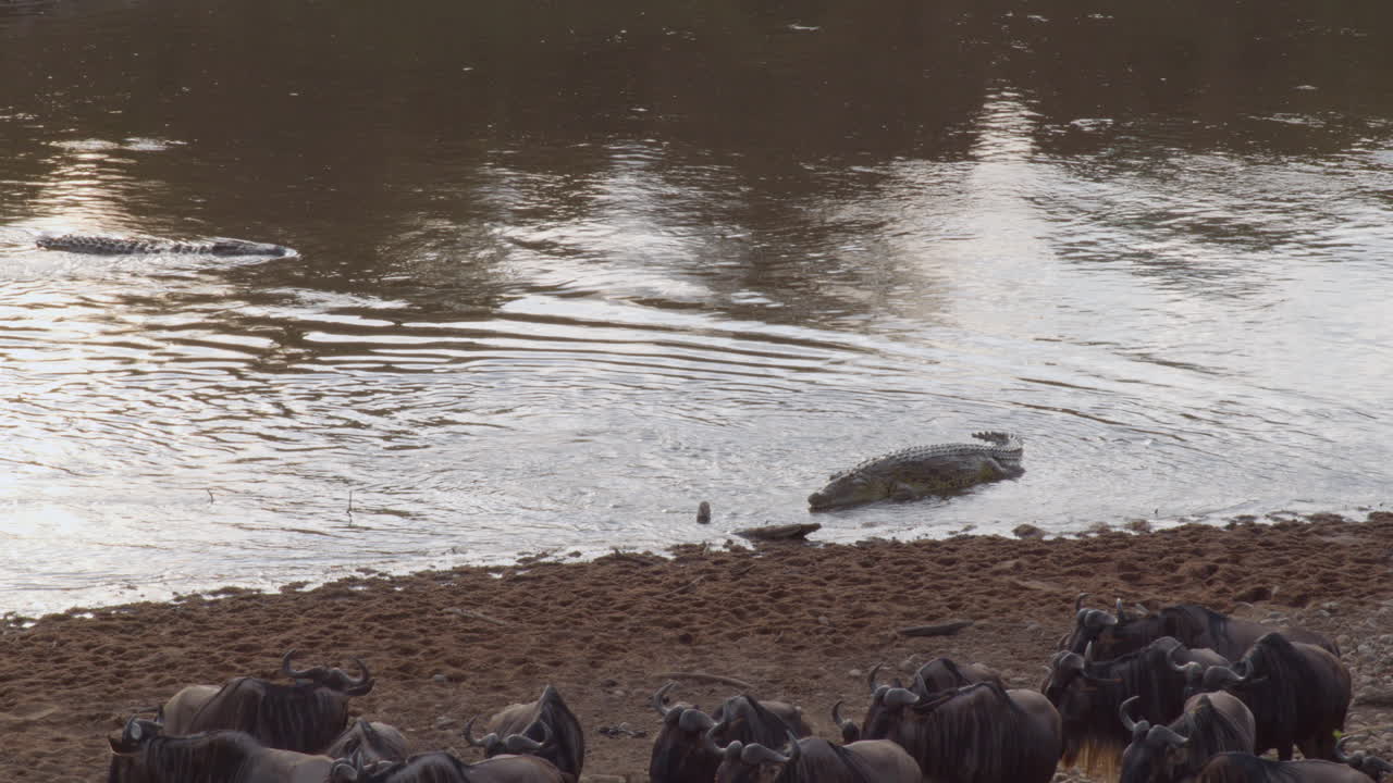 los cocodrilos esperan al borde del río mara, sabiendo que los ñus eventualmente tendrán que cruzar para continuar su migración