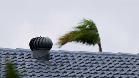 strong winds from cyclone alfred bend palm trees over a rooftop in gold coast, queensland, australia