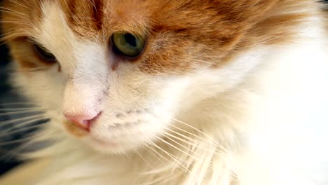 cara de gato rojo y blanco de cerca