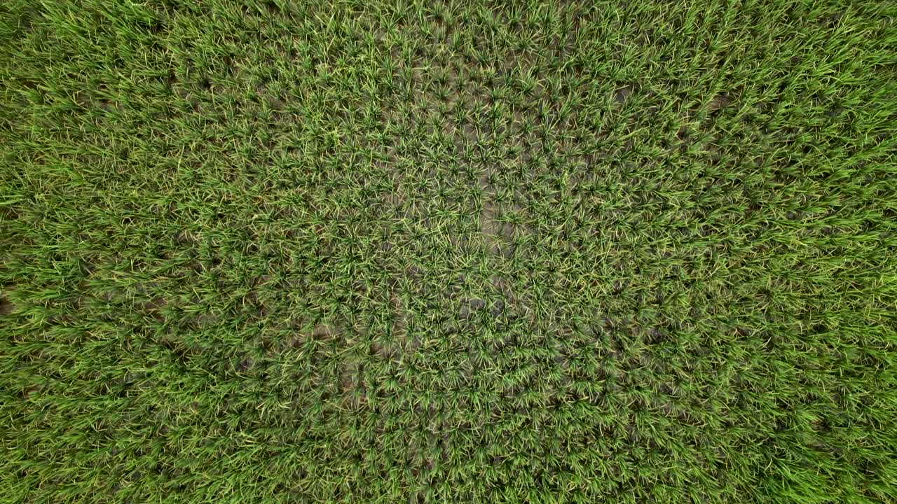 Aerial View of a Lush Rice Paddy