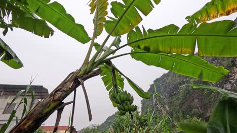 árbol de plátano balanceándose suavemente en la brisa