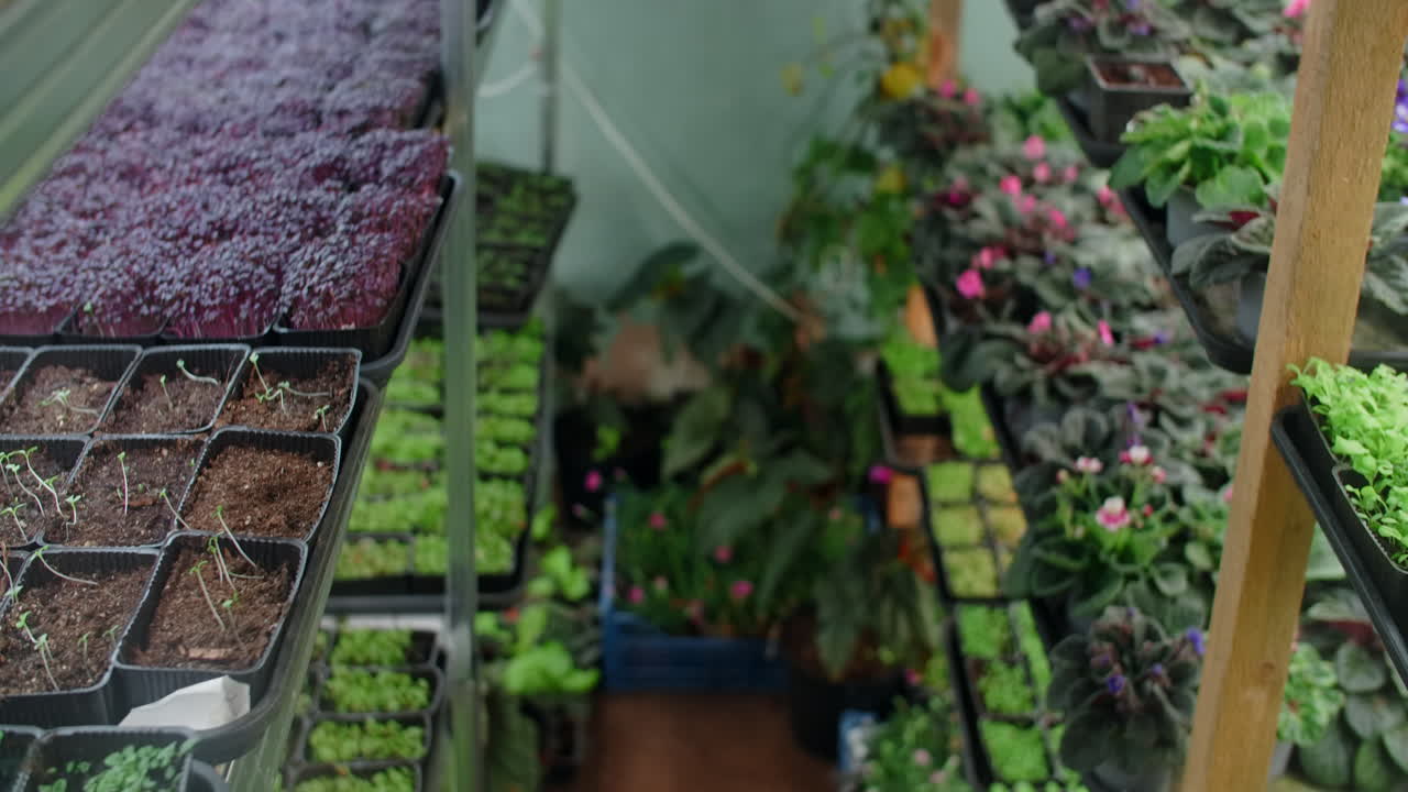 Greenhouse with various plants and seedlings
