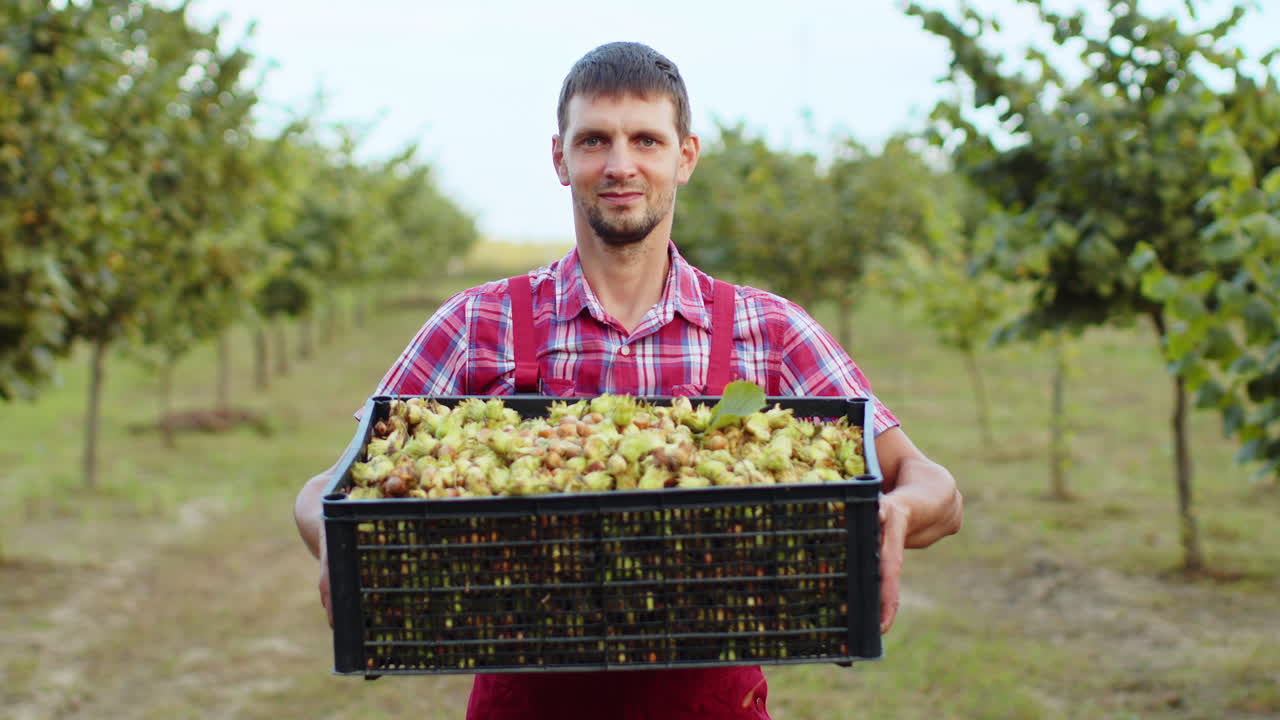un agrónomo feliz muestra una buena cosecha de avellanas crudas sosteniendo una caja llena de nueces en las manos en el jardín
