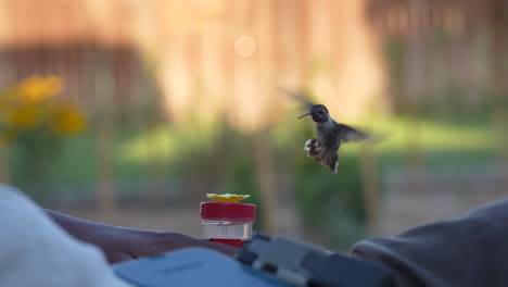 Hand-feeding-a-male-broad-tailed-hummingbird-in-the-backyard---slow-motion