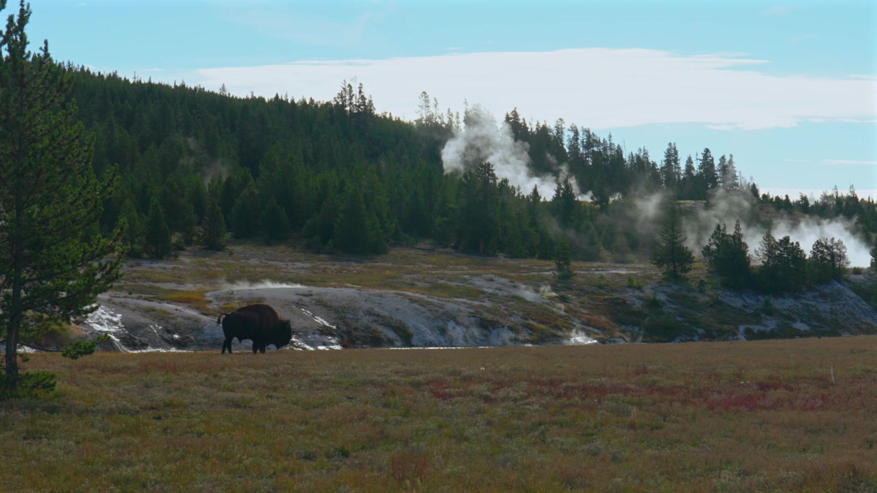 Vild amerikansk bisonoxe vandrar i det natursköna landskapet vid Old Faithful Grand Geyser i Mellersta Gejserbassängen, Yellowstone nationalpark, Wyoming, under en solig höstmorgon med öppen dalutsikt och varma källor.