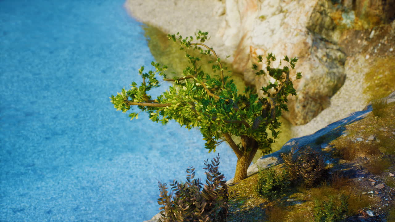 해안 절벽의 나무