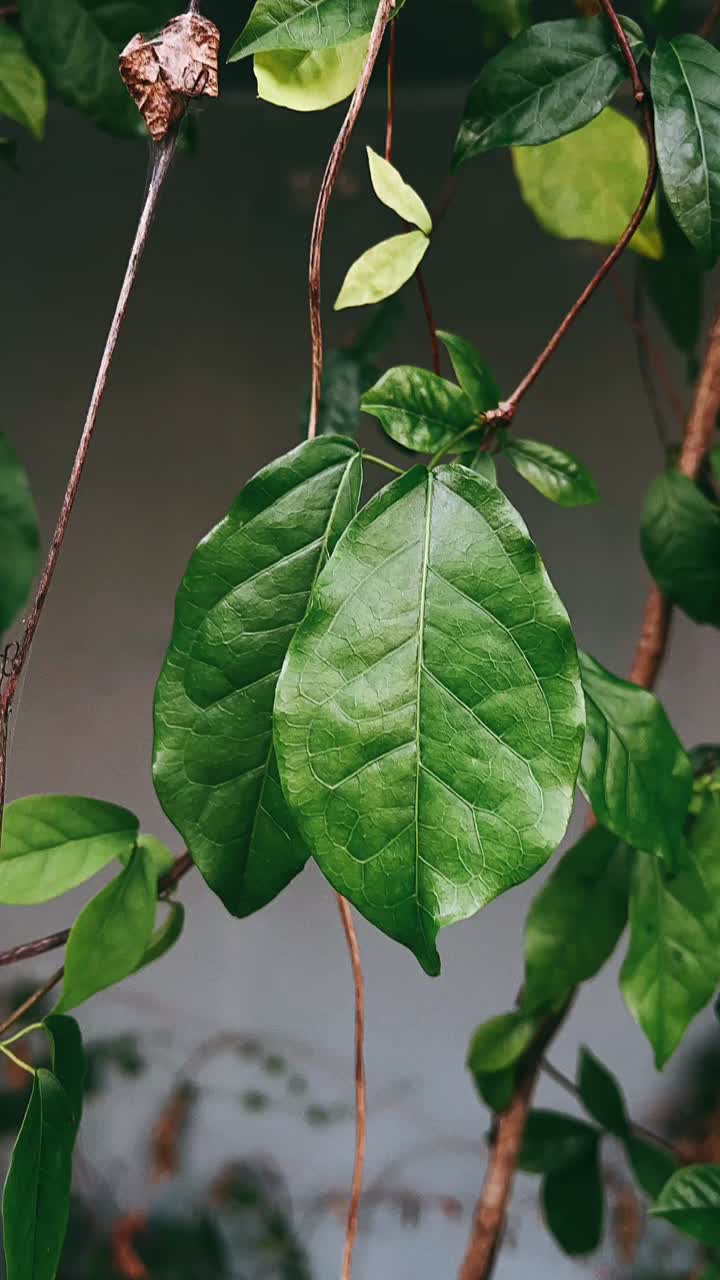 Close up of vibrant green leaves and branches