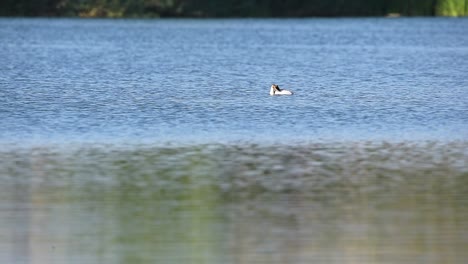 water bird floating on lake in summer