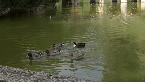 Some-ducks-swimming-in-the-park-lake,-autumn,-Italy