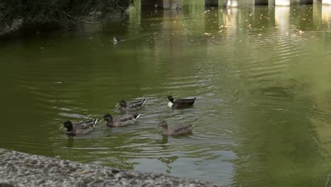 algunos patos nadando en el lago del parque, otoño, italia