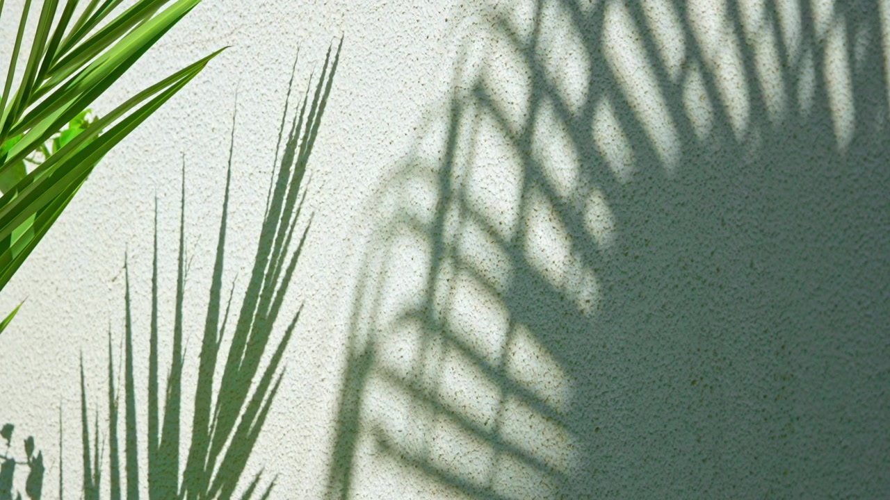 Dynamic Palm Leaf Shadows Moving on a White Textured Wall
