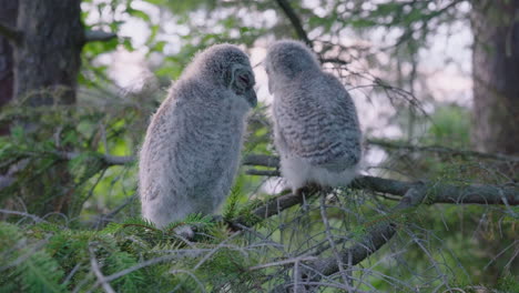 pair of baby tawny owls sitting on a branch