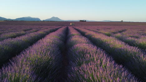 meseta de valensole campo de lavanda y casa al atardecer en haute alpes provence cote d&#39;azur vista aérea