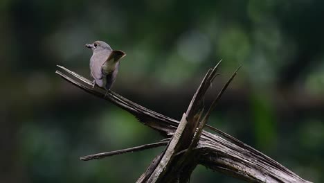 the hill blue flycatcher is found at high elevation habitat it has blue feathers and orange-like breast for the male, while the female is pale cinnamon brown and also with transitioned orange breast