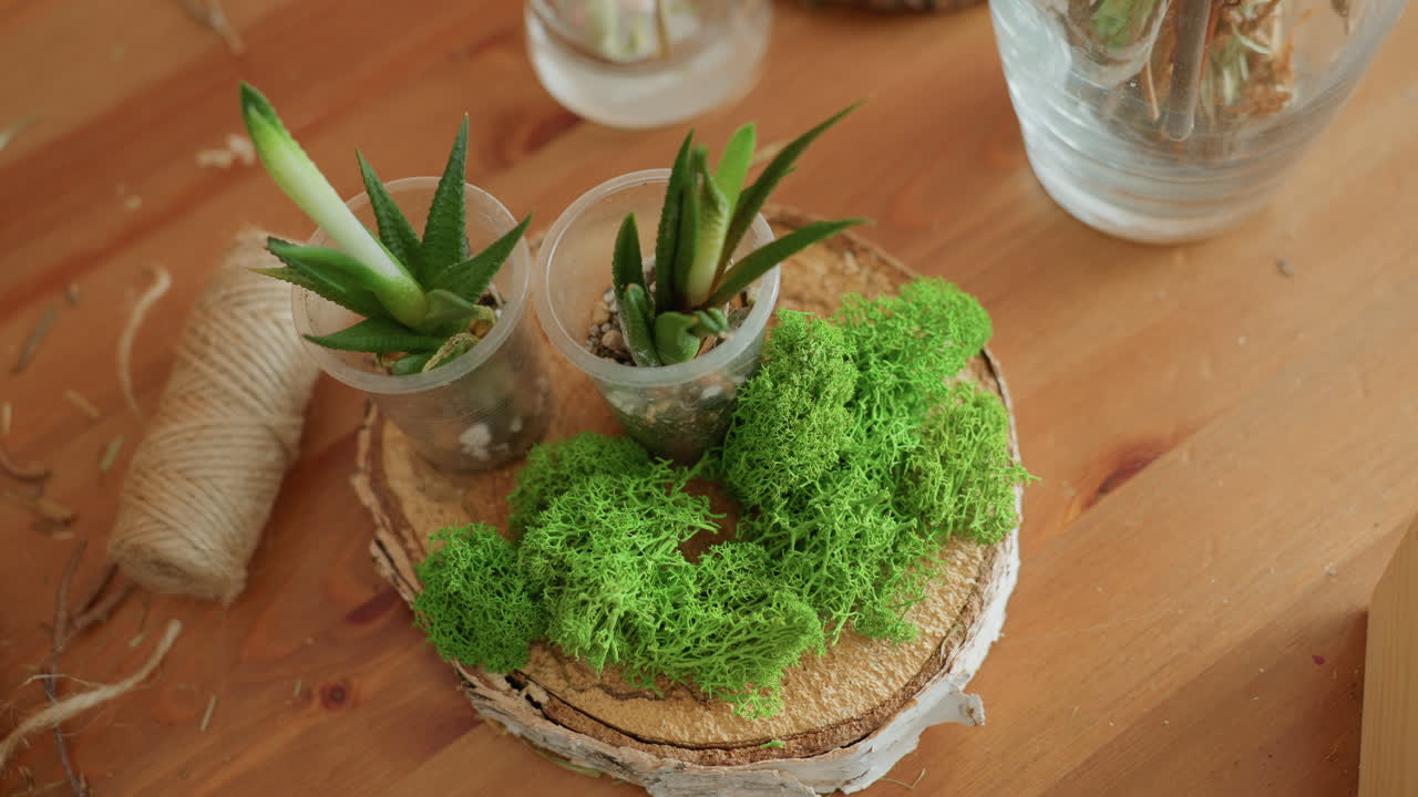 Top view of small succulents planted in plastic cups placed on wooden slice with green moss decoration, natural materials, craft tools, and glass vase on wooden table, handmade botanical arrangement