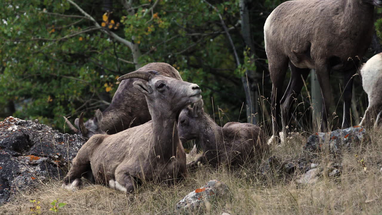 Pequeno grupo de ovelhas Bighorn fêmeas descansando de forma divertida em uma encosta rochosa