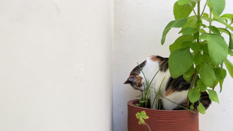 cat looking for grass to stimulate digestive tract muscle activity