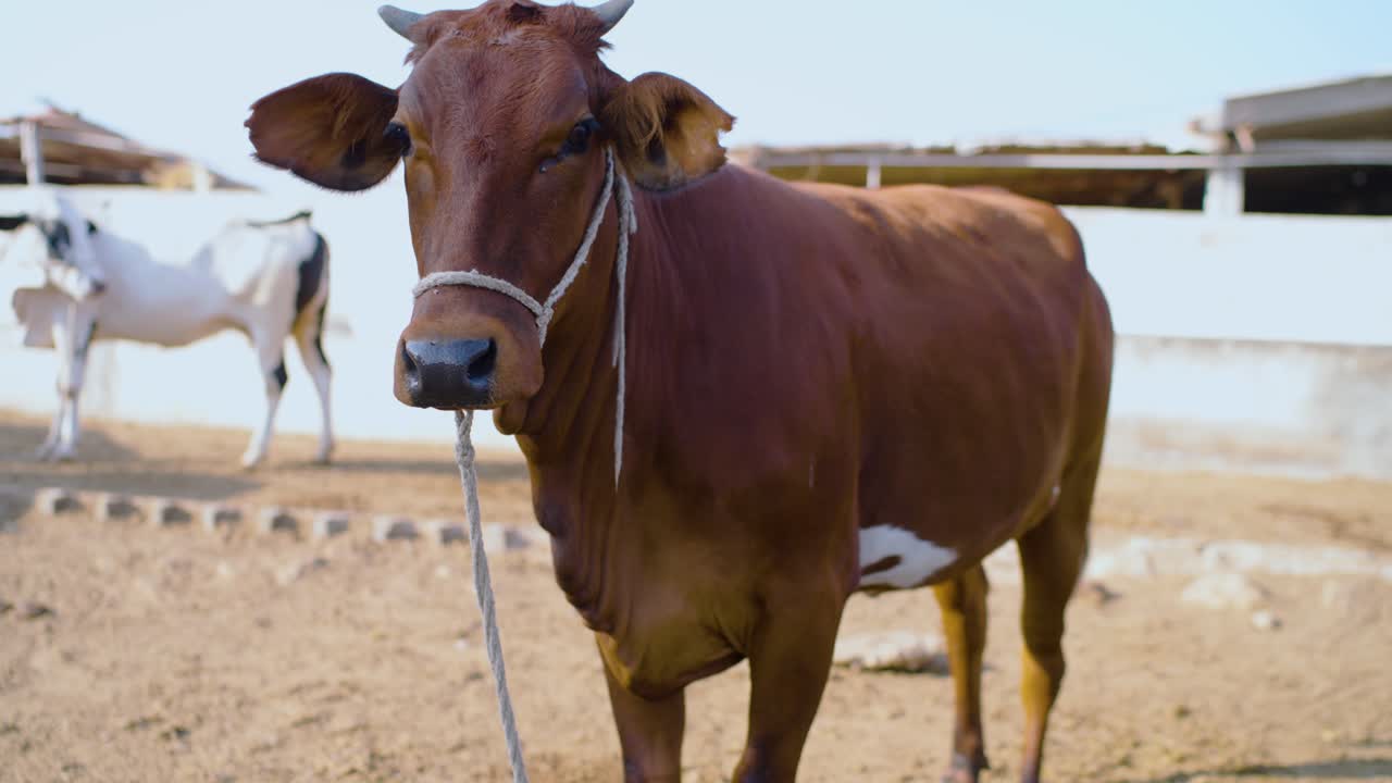 Still close up of a brown bull with white spots on its belly. The shot features a shallow depth of field with a blurred white cow in the background of the sunny Sindh farm