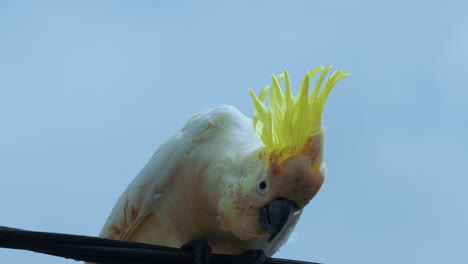 crazy cockatoo cockapoo white parrot in australia