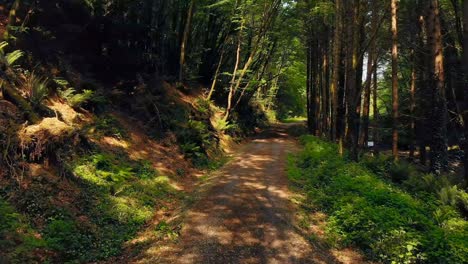 mujer caminando en el bosque en un día soleado 4k