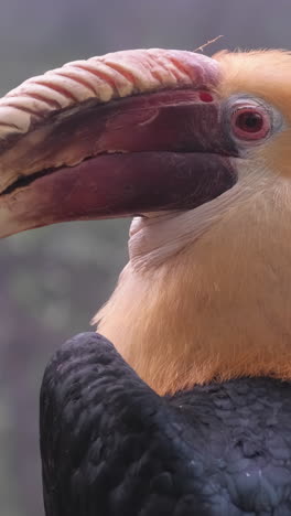 close-up of a helmeted hornbill