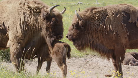 un becerro de bisonte europeo acariciado por sus padres con abrigos de piel de invierno peludos