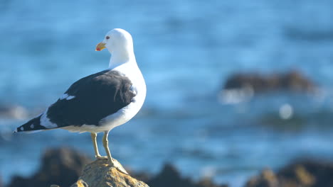 gaviota de lomo negro del sur sobre una roca en un día soleado