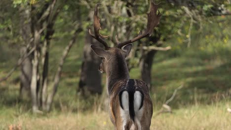 rutting fallow deer sees his rival running past