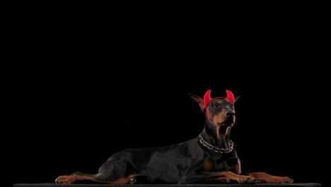 doberman pinscher dog on a black background in red devil horns on his head
