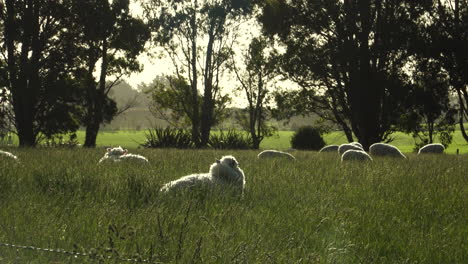 Flock-of-sheep-grazing-quietly-at-dusk-on-an-extensive-green-pasture-farm