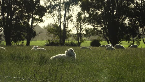 flock of sheep grazing quietly at dusk on an extensive green pasture farm