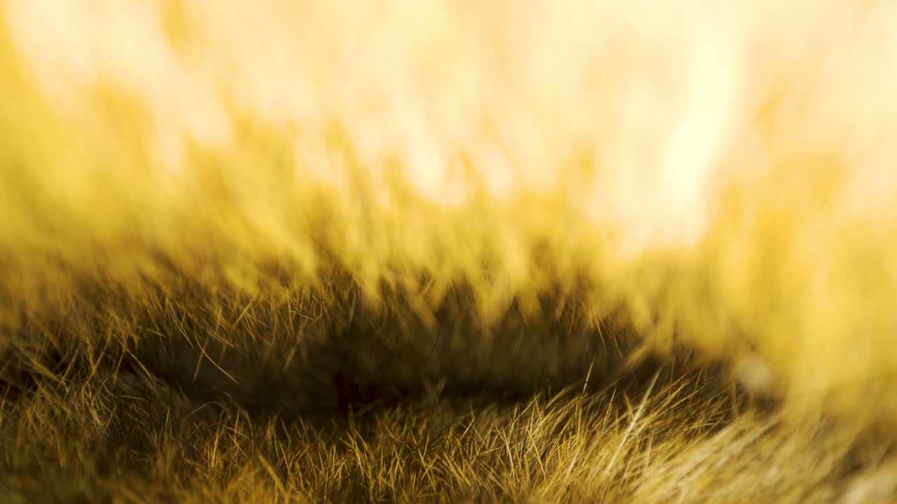 под тканевой тканью с пушистым типом