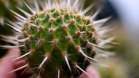 close-up of a spiny green cactus