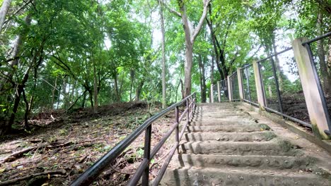 concrete stairs ascending through dense green forest