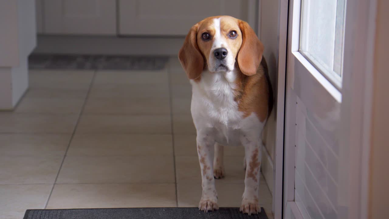 A full-body slow-motion shot of a Beagle standing still indoors. The dog turns its head toward the camera, then calmly looks out the window, capturing a quiet, thoughtful moment.