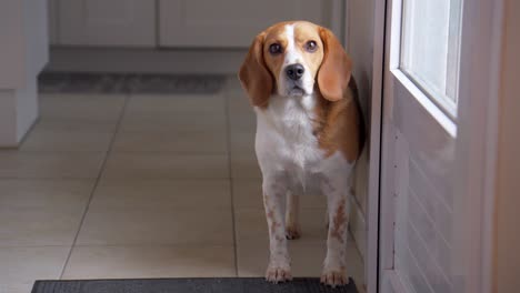 a full-body slow-motion shot of a beagle standing still indoors. the dog turns its head toward the camera, then calmly looks out the window, capturing a quiet, thoughtful moment.