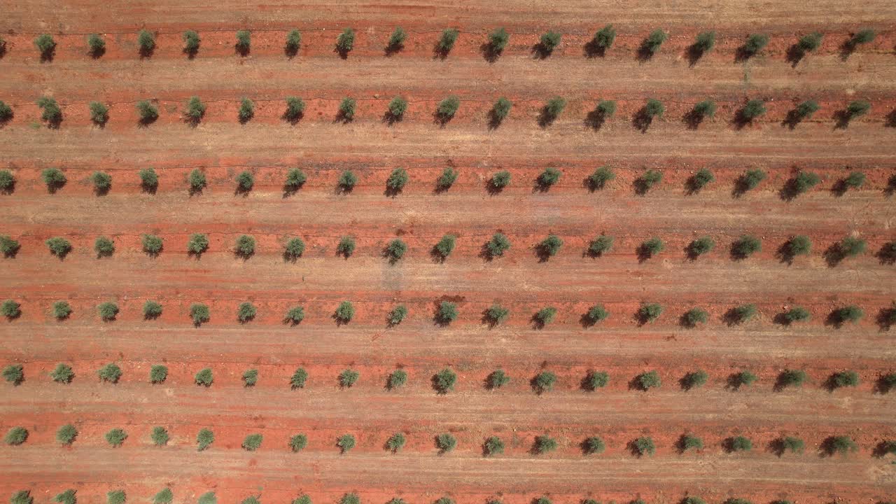 Olive grove. Field planted with olive trees. Aerial view from above. Olive trees planted in a regular pattern. Planting of young olive trees. Agricultural techniques. Andalusia. Spain
