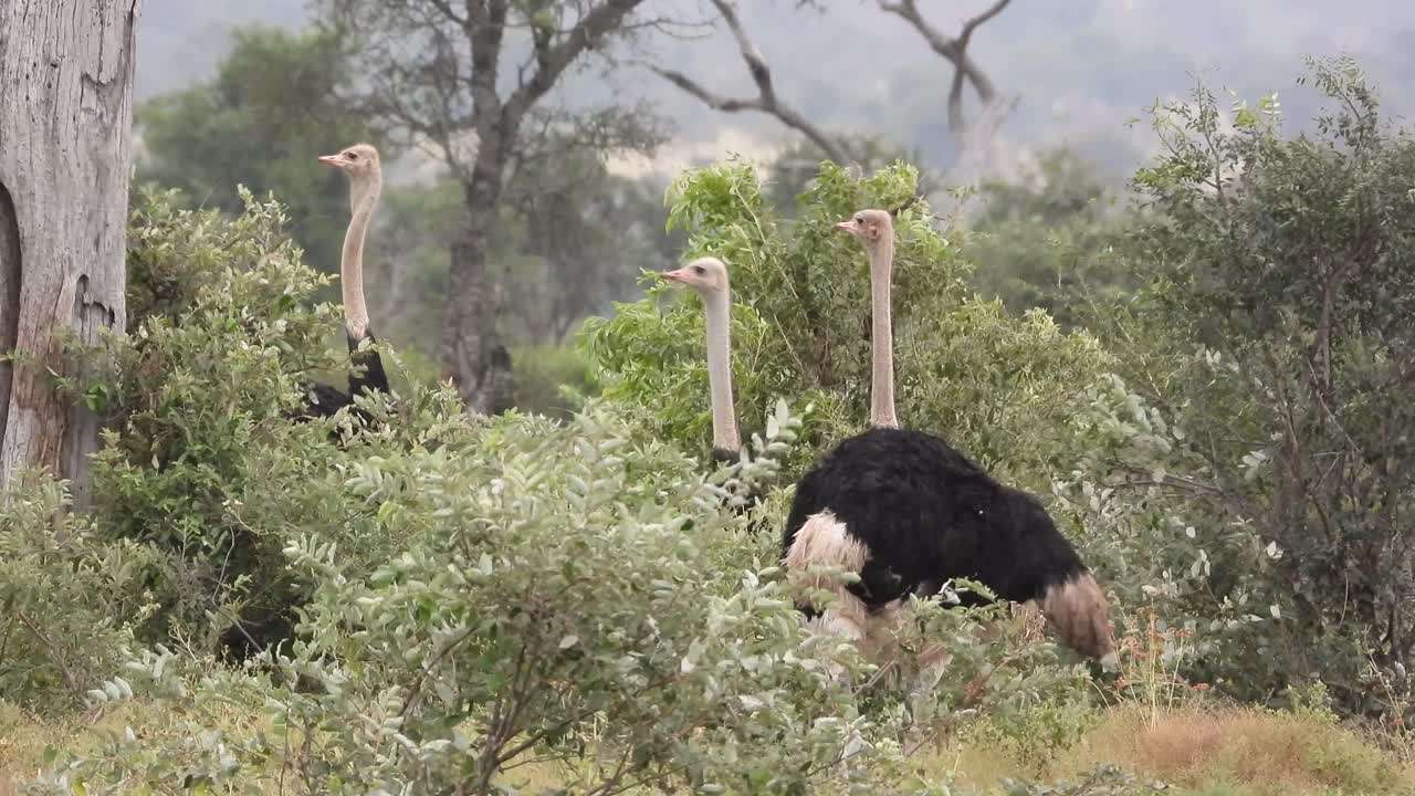 Carrellata di tre struzzi nel Parco Nazionale Kruger che osservano i predatori e mangiano foglie dagli arbusti