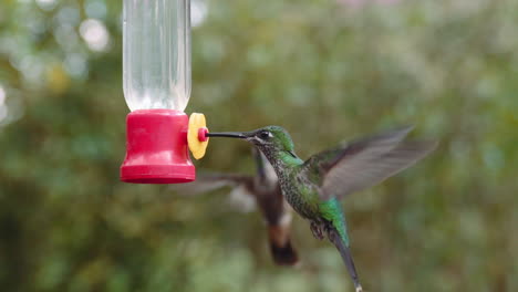 Couple-of-Hummingbirds-feeding-on-a-feeder-in-Mindo-Ecuador-gardens