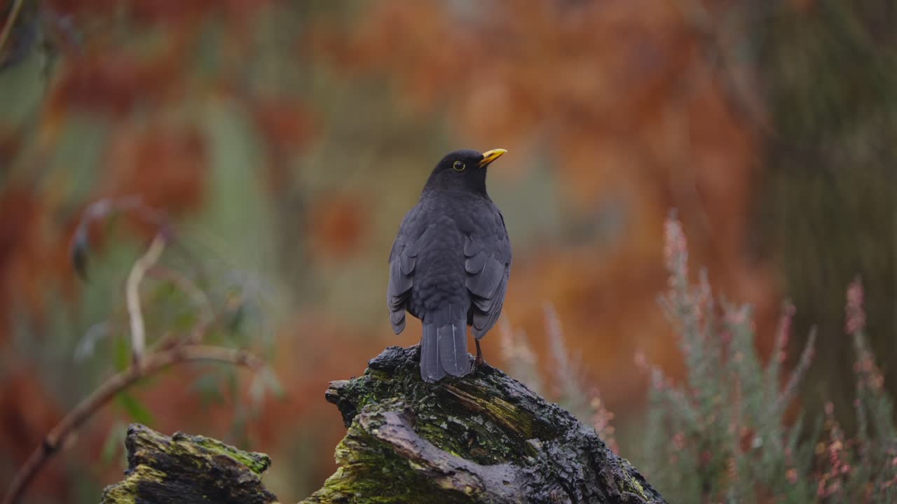 Blackbird standing on stump among brown autumn leaves on ground, earthy woodland setting, rearview static