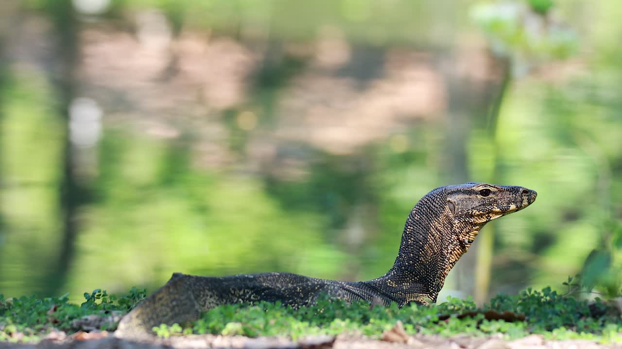 울창한 공원 환경을 통해 이동하는 도마을 모니터