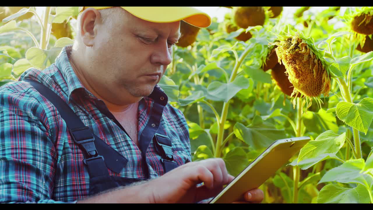 Farmer using tablet in sunflower field