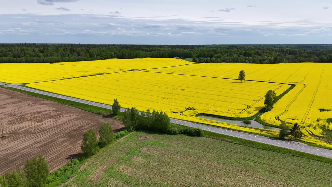 Summer Agricultural Scene: Expansive Rapeseed Field from Above