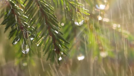 rain on a sunny day. close-up of rain on the background of an evergreen spruce branch.