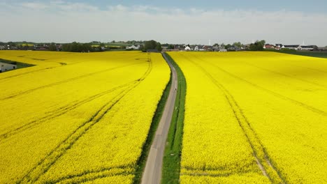 drone recording of rapeseed fields, where the drone flies slowly over the fields